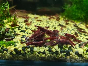 neocaridine, gamberetti, acquario 