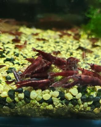 neocaridine, gamberetti, acquario 