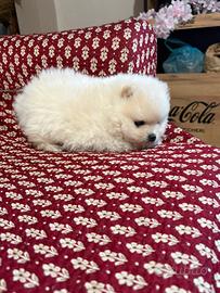 Spitz