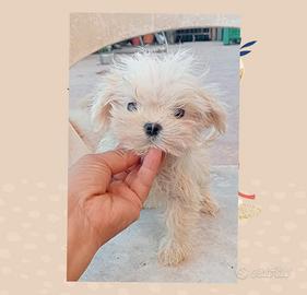 Maltesi