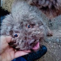 Lagotto femmina