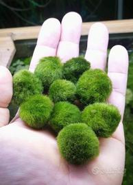 Marimo alga portafortuna 