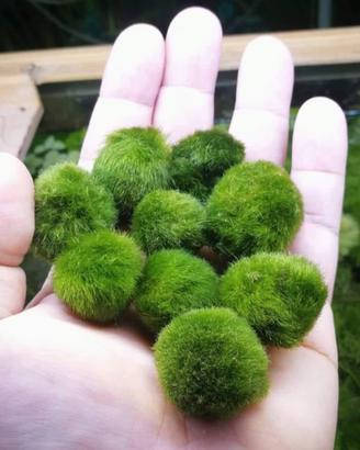 Marimo alga portafortuna 