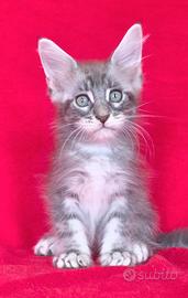 Cucciolo maschio maine coon blu silver tabby