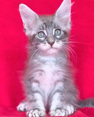 Cucciolo maschio maine coon blu silver tabby