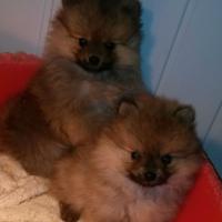 Pomerania piccolo fulvo cuccioli