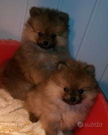 Pomerania piccolo fulvo cuccioli