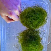 Alga Chaetomorpha acquario marino anti no3 e po4