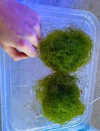 Alga Chaetomorpha acquario marino anti no3 e po4