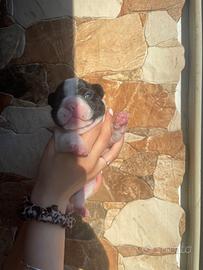 Bulldog francese
