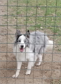 Border collie cuccioli