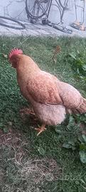 Gallina ovaiola