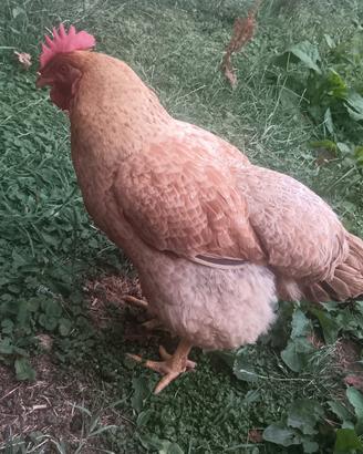 Gallina ovaiola