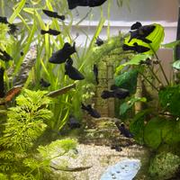 10 black molly spotted