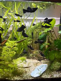 10 black molly spotted