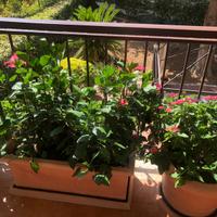 VASI CON SOTTOVASI  RESINA ORIGINALI VASAR TELCOM