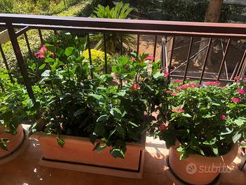 VASI CON SOTTOVASI  RESINA ORIGINALI VASAR TELCOM