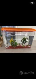 Pesci rossi + vaschetta