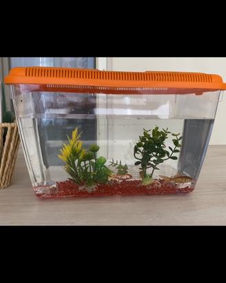 Pesci rossi + vaschetta