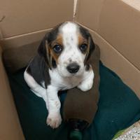 Beagle
