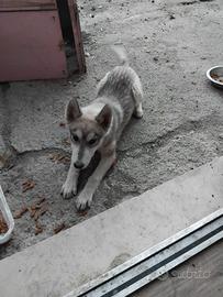 Cuccioli di husky