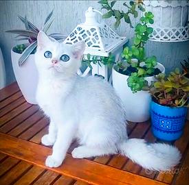 Cucciola Scottish Silver con pedigree