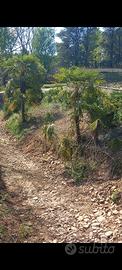 palme