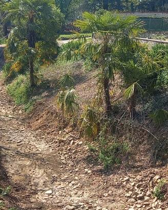 palme