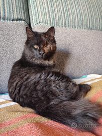 Merlino gattino con un occhio 7 mesi