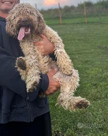 Cucciolo di lagotto