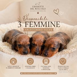 Cuccioli bassotti