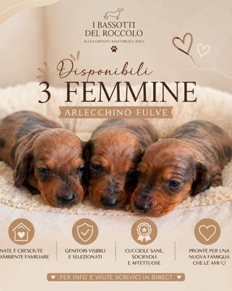 Cuccioli bassotti