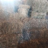 Fieno 2° taglio 50 presse