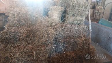 Fieno 2° taglio 50 presse
