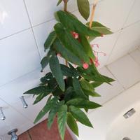 Pianta begonia corallina. 60 cm in vaso piccolo. 