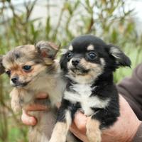 Cucciolo di Chihuahua