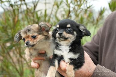 Cucciolo di Chihuahua