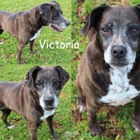Victoria, anziana, in canile da troppi anni