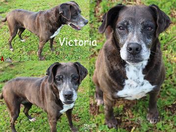 Victoria, anziana, in canile da troppi anni
