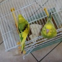 Cocoriti allevati ammano