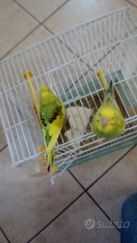 Cocoriti allevati ammano