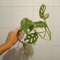 Monstera 