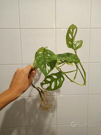 Monstera 