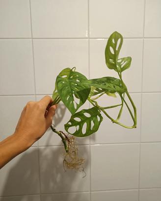Monstera 