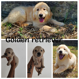 Golden retriever