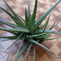 Aloe vera 