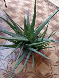 Aloe vera 