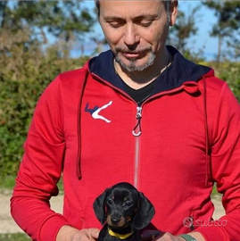 Bassotto tedesco con pedigree