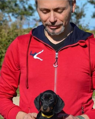 Bassotto tedesco con pedigree