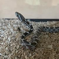 Serpente del grano (Pantherophis guttatus)